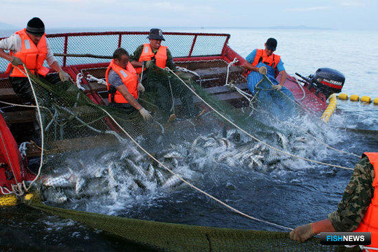 Правила рыболовства для Дальнего Востока обещают к путине