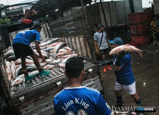 Мьянма расширит «рыбный» экспорт в Евросоюз
