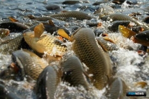 День аквакультуры пройдет на Seafood Expo Russia 2019