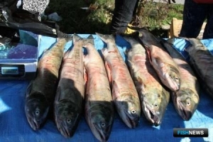 В Хабаровске готовят управу на продавцов браконьерской рыбы