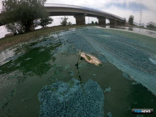 До осени воды в Волге не прибавится