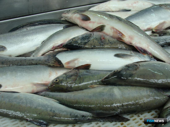 Рыбная биржа вышла на рекорд