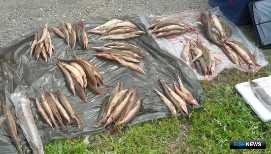 Трофеи «краснокнижной» рыбалки изъяла полиция