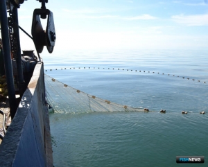 Рыбные запасы Азовского моря подсчитывает наука Рыбные запасы Азовского моря подсчитывает наука