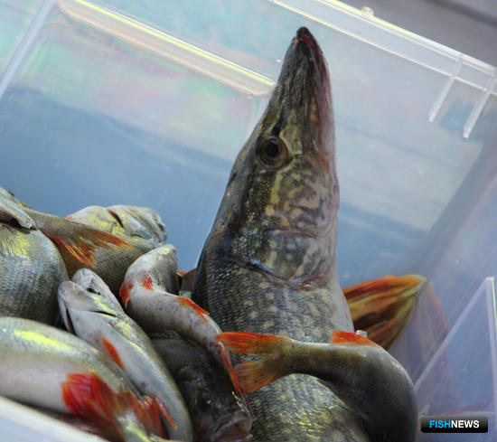 Рыболовы Астраханской области смогут удить больше