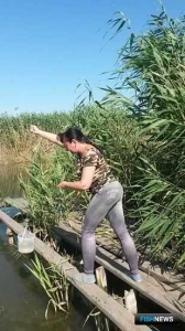 Ученые исследовали угрозы рисовых полей для водных организмов Ученые исследовали угрозы рисовых полей для водных организмов