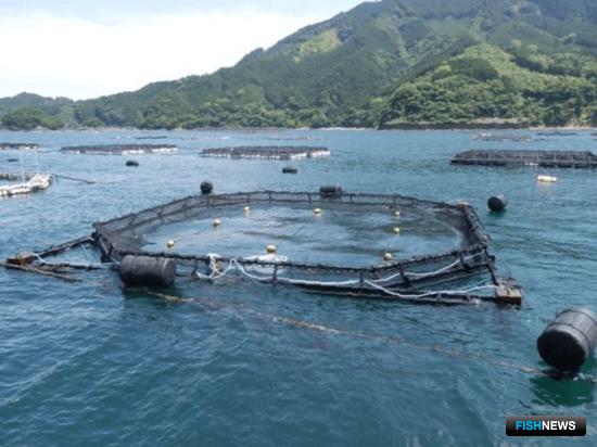 Рыбную отрасль Японии «захватывает» искусственный интеллект