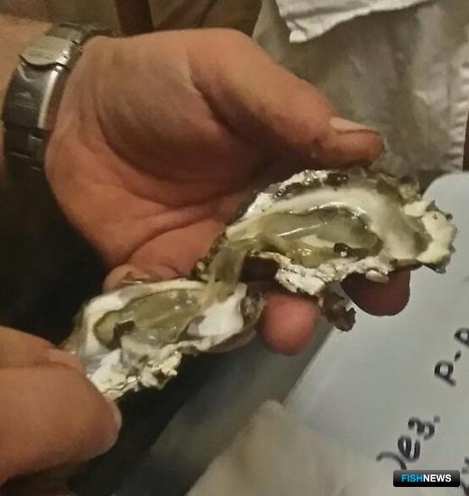 Здоровье черноморских моллюсков проверяют ученые