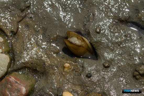 Ученые Поморья открыли новые виды моллюсков в Азии
