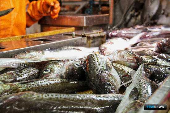 В Чукотском море прибавилось рыбы