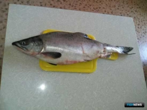 Курильские рыбаки помогают Сахалину с горбушей Курильские рыбаки помогают Сахалину с горбушей