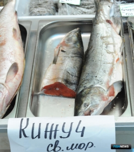 Путину на Камчатке закрывает кижуч Путину на Камчатке закрывает кижуч