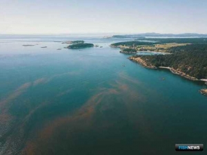 Цветение водорослей хотят оперативно отслеживать Цветение водорослей хотят оперативно отслеживать