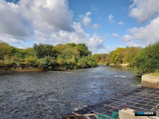 Нерестовую реку на Сахалине защитили для рыбоводов