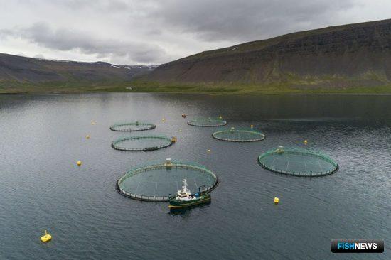 Исландия переживает лососевый бум
