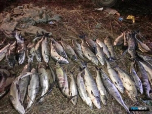 Пограничники Приморья отчитались о лососевых «уловах»