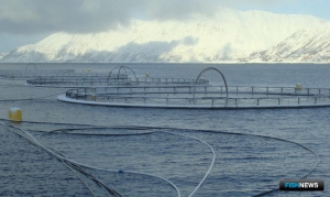 Норвежской аквакультуре грозит налог в 40%