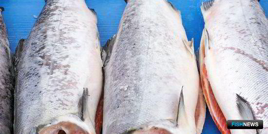 Скопившийся в Чили лосось становится биологической угрозой