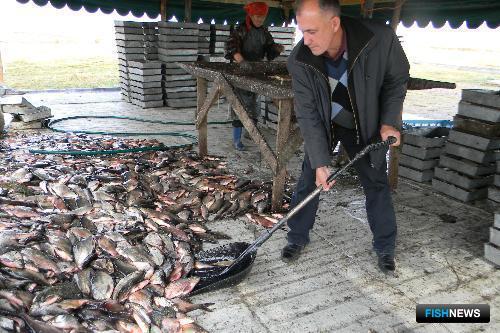 Рыбоводам Хакасии приготовили новые озера