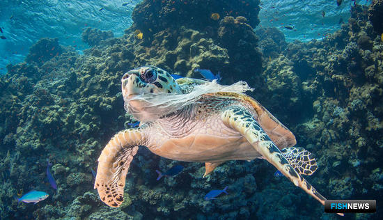 Защиту морских видов обсуждают на мировом уровне