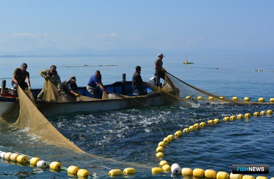 Большое обсуждение вопросов рыбной отрасли готовят на Сахалине