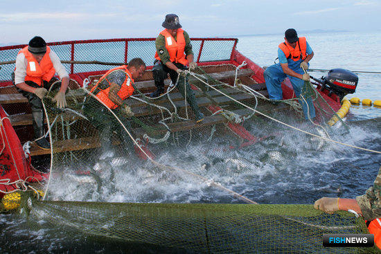 Научно-промысловый совет дал рекомендации по лососевой путине