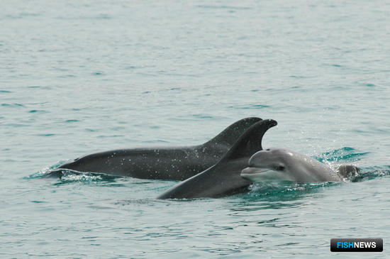 Дельфинов Черного моря посчитали с неба