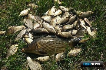 Добыча чужой рыбы привела на скамью подсудимых Добыча чужой рыбы привела на скамью подсудимых