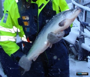 Норвежскому лососю хотят поставить заслон по всему ЕАЭС