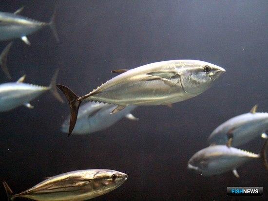 Треску Северной Атлантики может заменить тунец