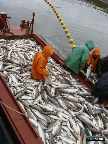 Камчатка предлагает упростить учет лососевых уловов