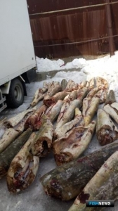 Браконьерская ОПГ построила бизнес на калуге Амура Браконьерская ОПГ построила бизнес на калуге Амура