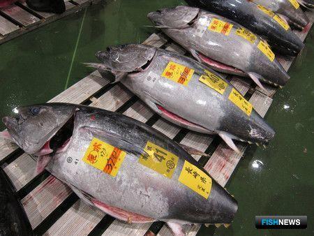 Рыбную торговлю Японии лихорадит из-за коронавируса