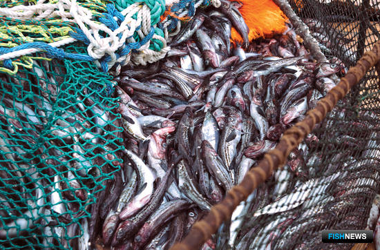 Коронавирус поставил новые вопросы перед рыбаками