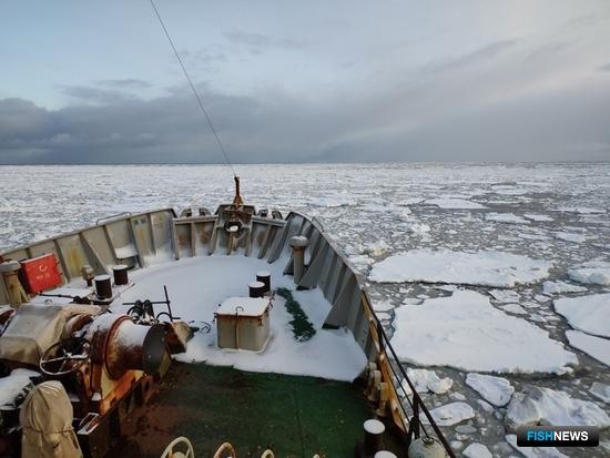 Россия и Норвегия проверили рыбные запасы Баренцева моря