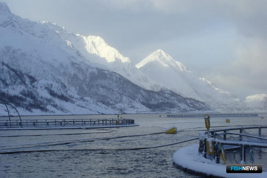 Норвегия рапортует об успехах рыбного экспорта