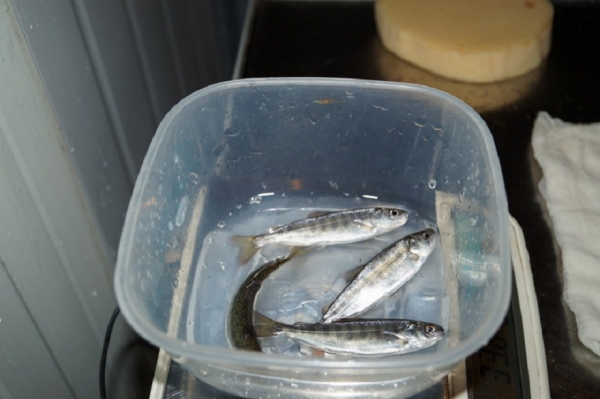 
			На рыбоводных заводах Северо-Восточного филиала «Главрыбвода» продолжаются выпуски молоди лососевых		