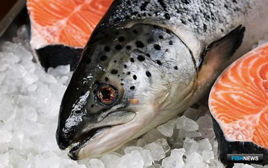 Повысить продажи и закупки рыбы помогут на Seafood Expo Russia