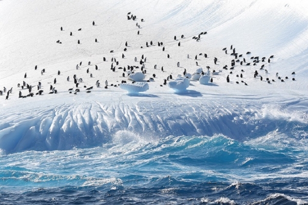 
			Руководитель Росрыболовства поручил подготовить рекомендации по возобновлению промысла криля в Антарктике		