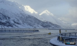 Лососеводов Норвегии ждет новый налог