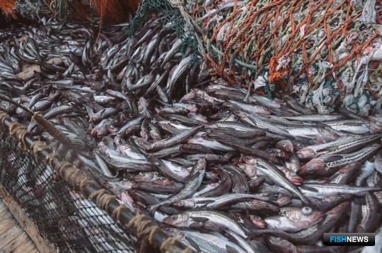 Законодатели могут пересмотреть подачу заявлений для рыболовства
