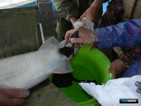 Рыбоводы на Дальнем Востоке заготавливают икру осетровых
