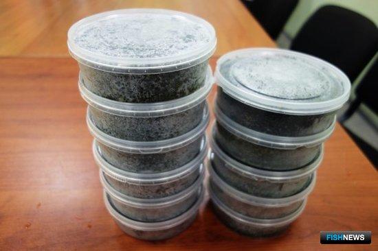 Путь браконьерской икры с Амура закончился в Казани Путь браконьерской икры с Амура закончился в Казани