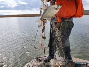 Наука исследует рыбные ресурсы Красноярского водохранилища