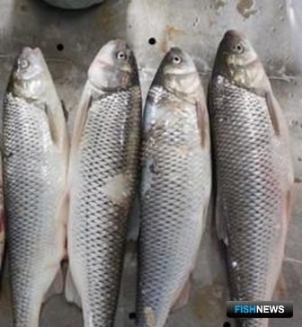 Ученые готовят ценный вид для товарной аквакультуры