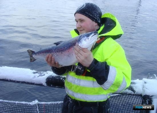 Норвежскому лососю открывают дорогу по России