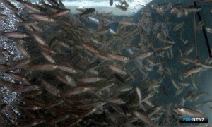 Камчатские лососеводы пополняют запасы кижуча