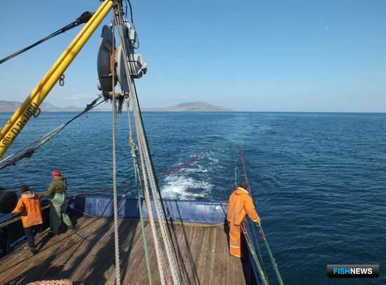 Промысловые запасы Черного моря проверили ученые