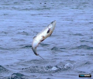 В Камчатском заливе увеличили период пропуска для лосося