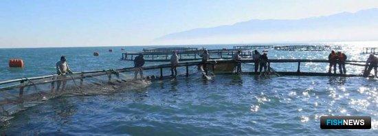 Аквафермеры Ирана готовятся «обогнать» рыбаков